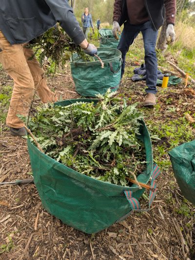 pulling weeds at Minthorne Springs
